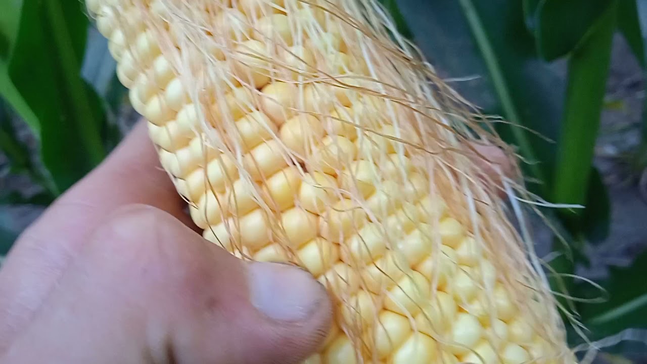 Кукурудза 2021. Піонер чи Маїс Дніпро.
