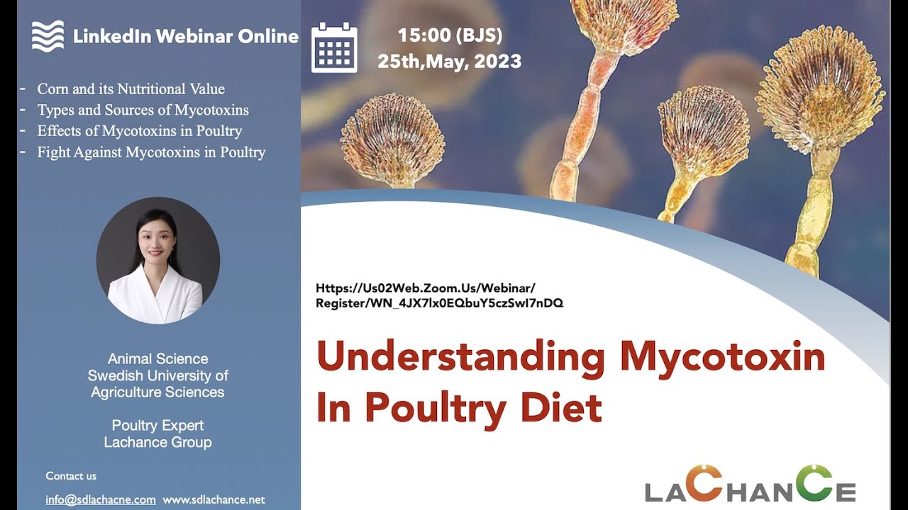 Lachance Nutrition || Understanding Mycotoxin In poultry diet