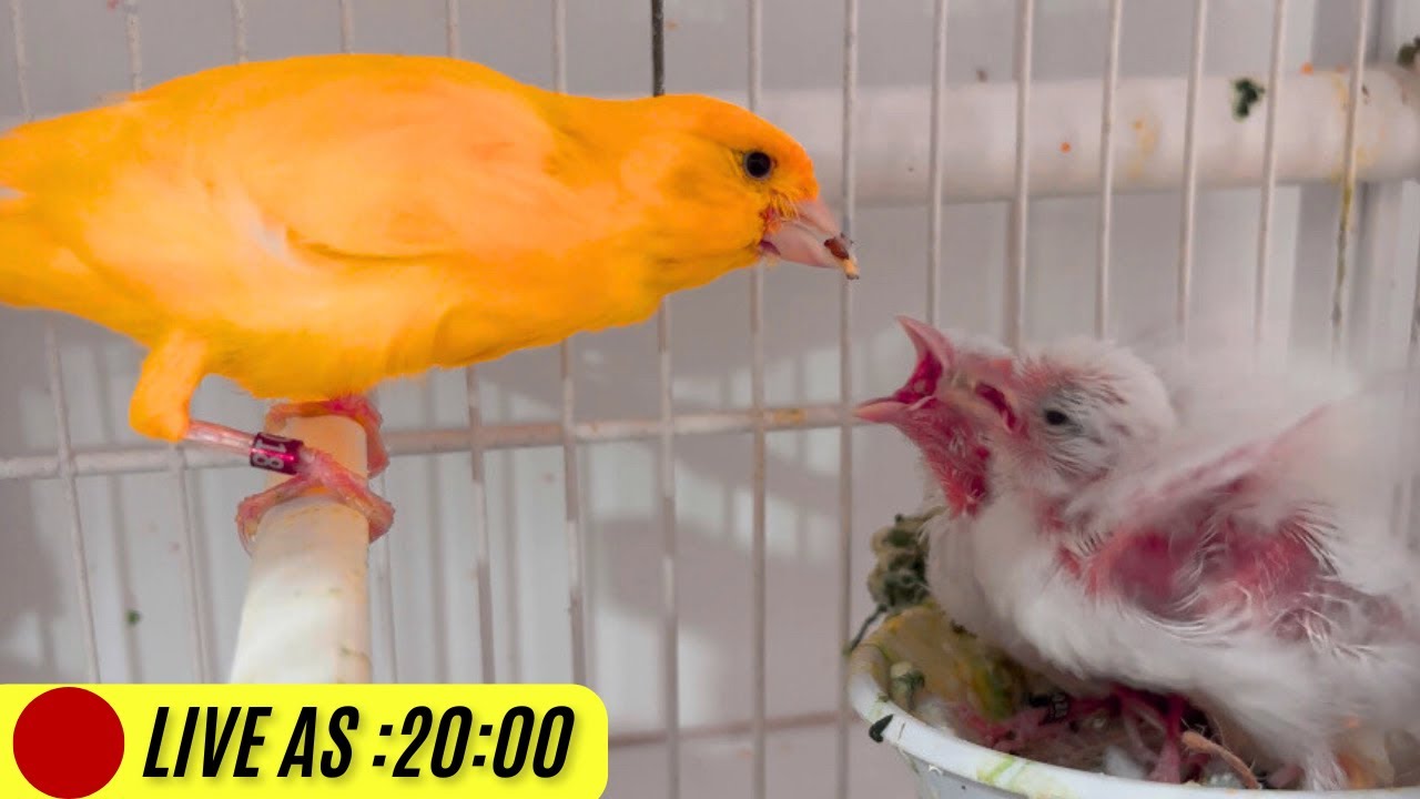 CF AO VIVO: RESPONDENDO DUVIDAS NA CRIAÇÃO CANARIO