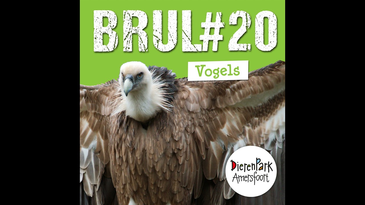 Spannende vogelverhalen: grote gieren en prachtige pelikanen in Snavelrijk | BRUL #20