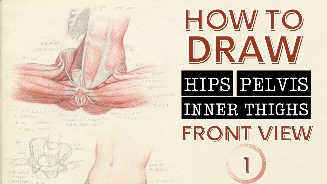 How to draw the hips, pelvis and inner thighs, front view | Part 1