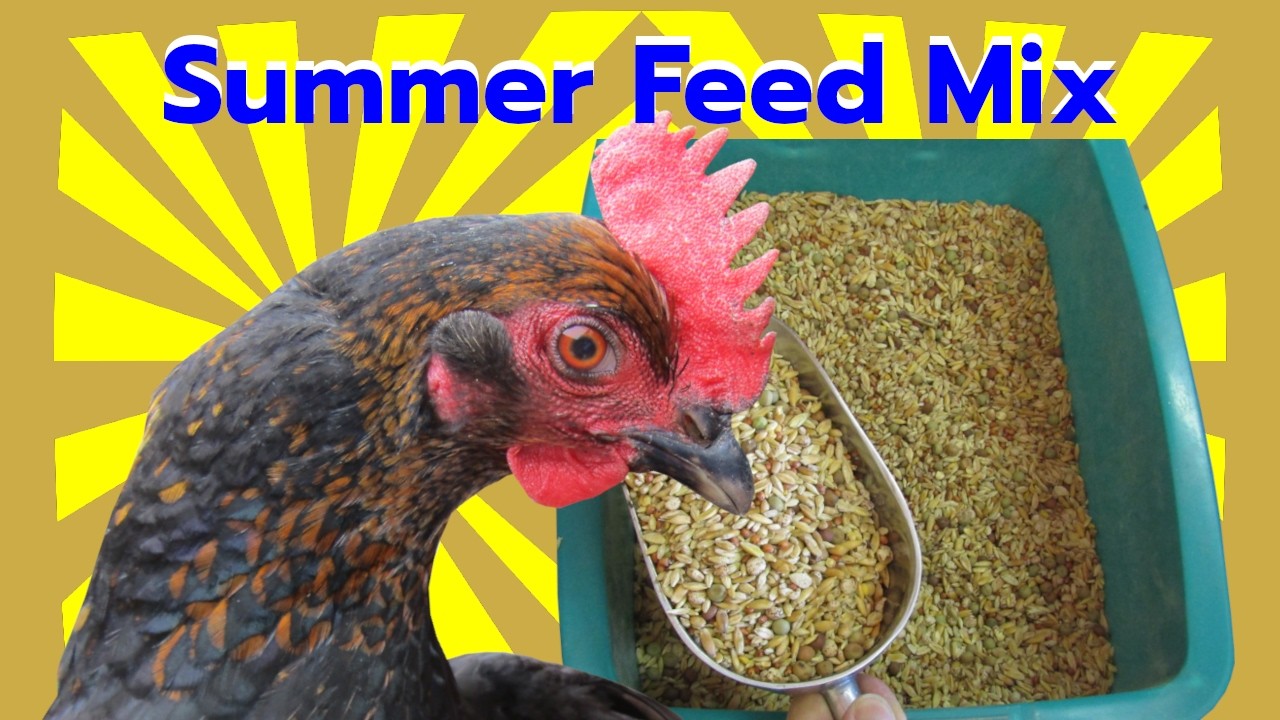 Summer Chicken Feed Prep: High-Protein Bulk Grain Mix for Laying Hens