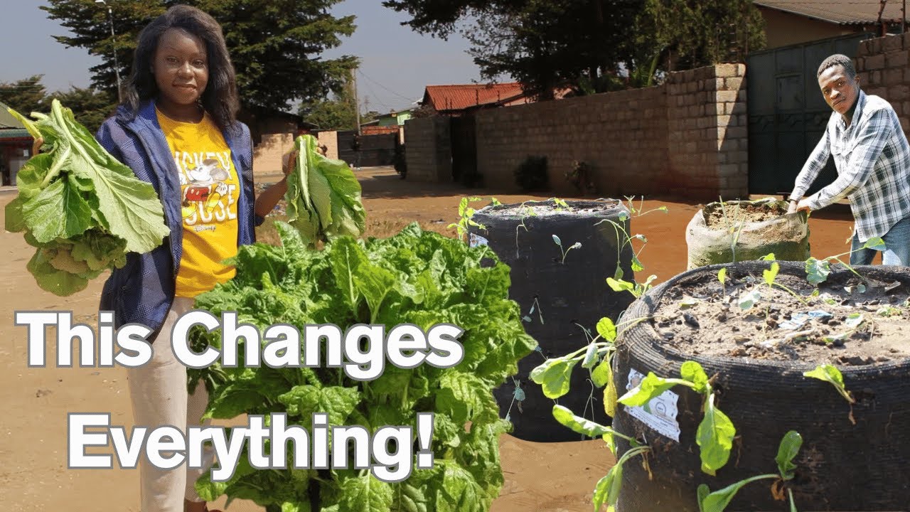 This Simple Bag is Changing Urban Farming in Zambia | Hope Network Zambia