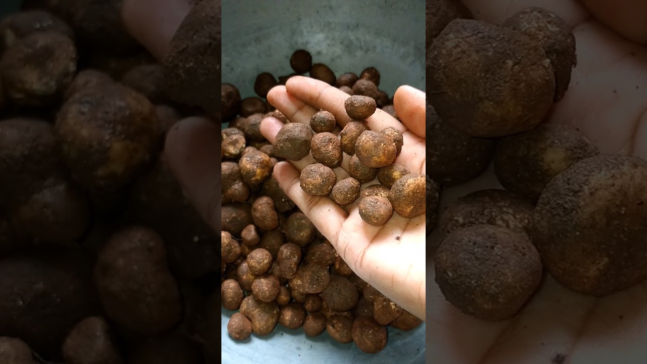 Jharkhand famous Rugda Recipe is coming  #jharkhand #rugda #futka
