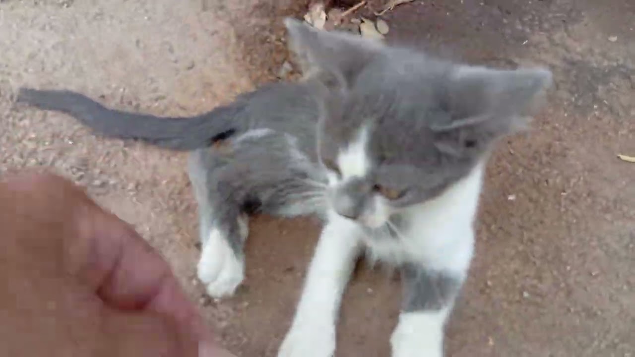 Morando sozinho em sua casa de taipa,  Seu Biel precisa de ajuda