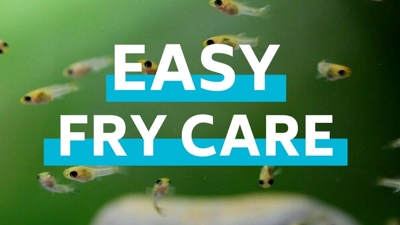 How to Feed and Care for Baby Fish in an Aquarium