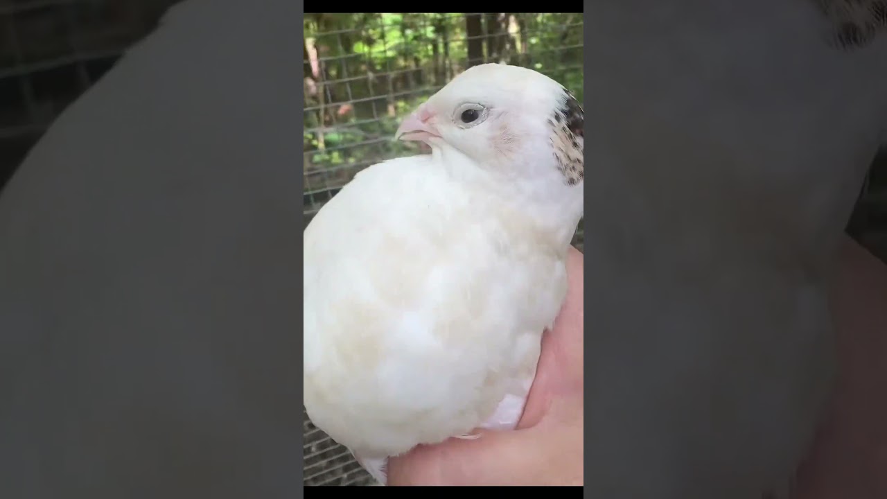 Quail vs Chickens - why quail are better (I will always have both) #quail #chicken