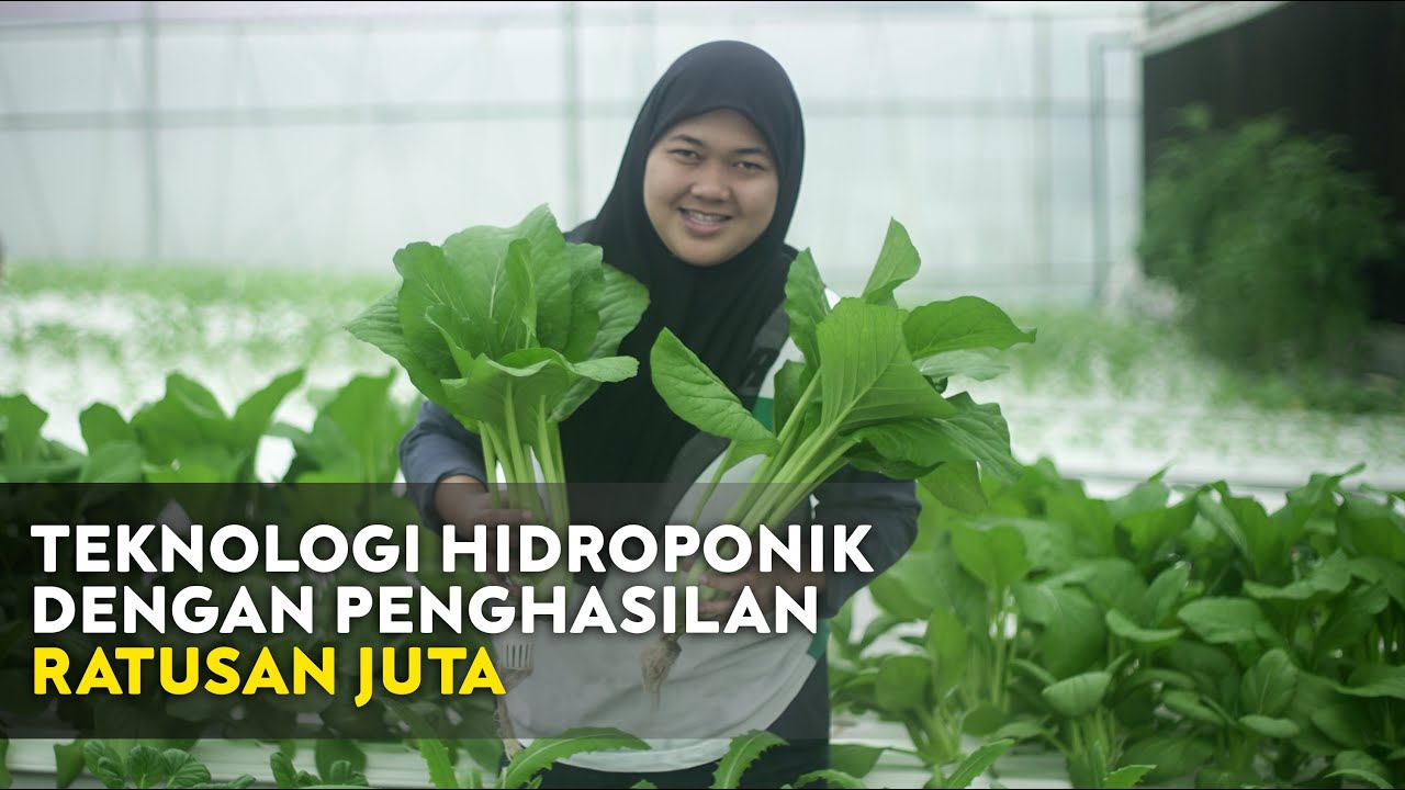 Teknologi Hidroponik dengan Penghasilan Ratusan Juta