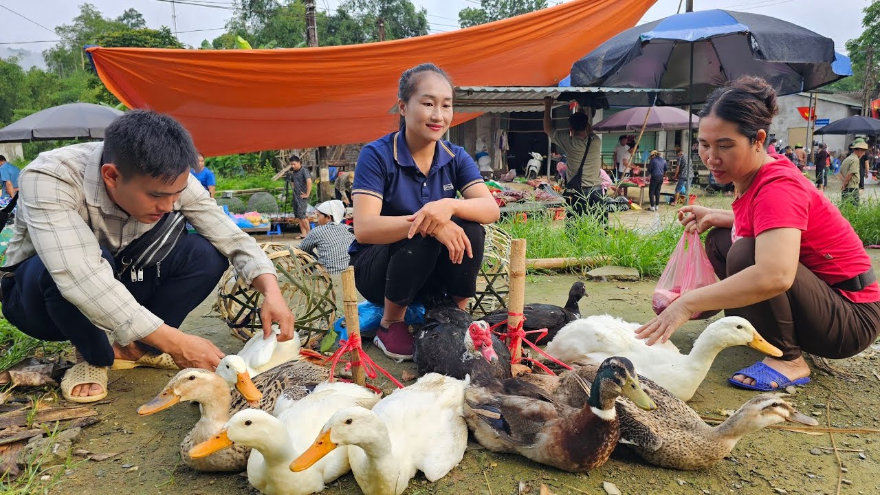Single Girl: Harvest ducks goes to the market sell - Cooking | Ly Thi Tam