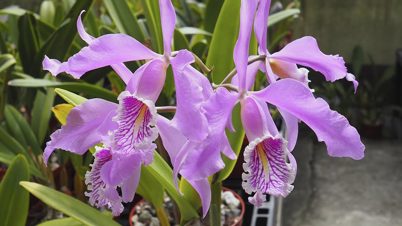 Cattleya maxima - Orchideen Update