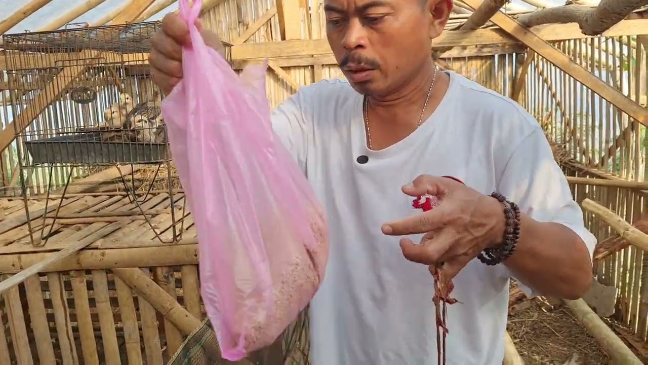🤩🤩🤩 PANEN DOC ANAK AYAM KAMPUNG UNGGUL #banyumas #cigriyeng #agrikultur #ayam #teknikpertanian #lucu