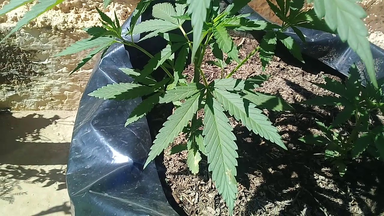 Growing outdoors in South Africa 2nd update