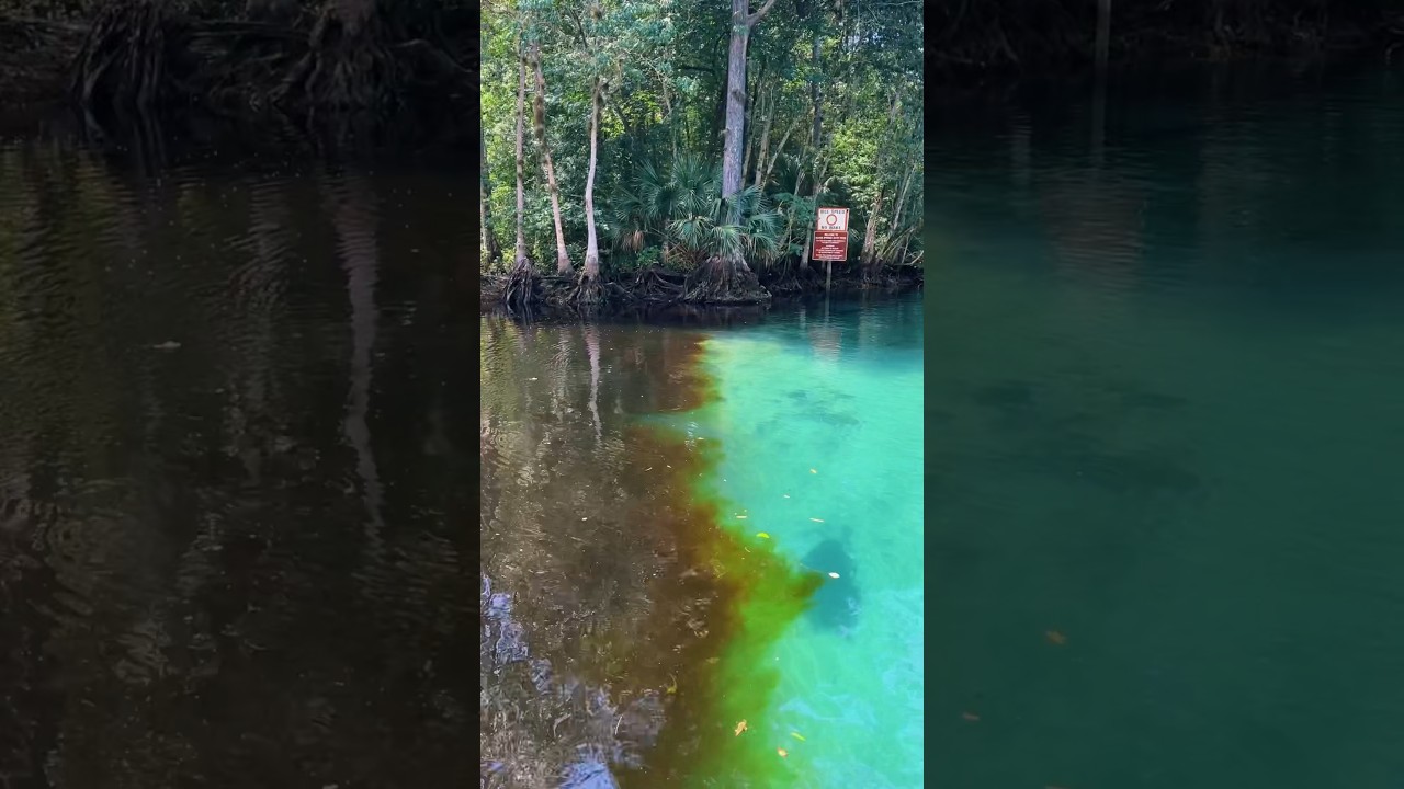 The meeting point between the Silver River and the Ocklawaha River! 🤯 #florida #silversprings