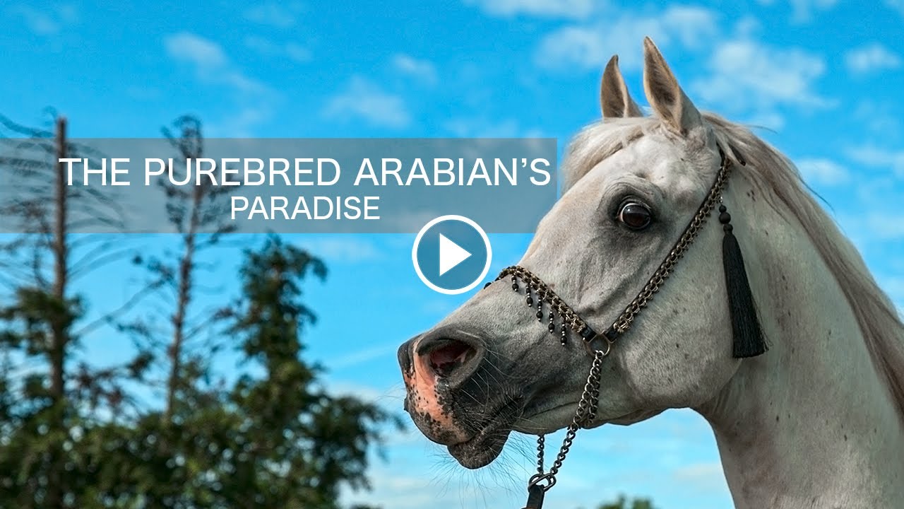 The Purebred Arabian's Paradise