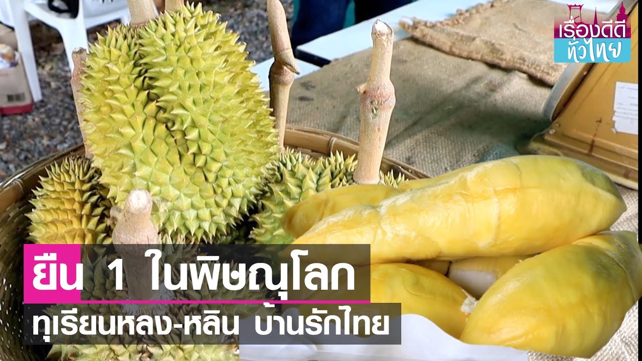 เปิดแล้วสวนทุเรียนหลง-หลิน บ้านรักไทย  | เรื่องดีดีทั่วไทย | 27-4-66