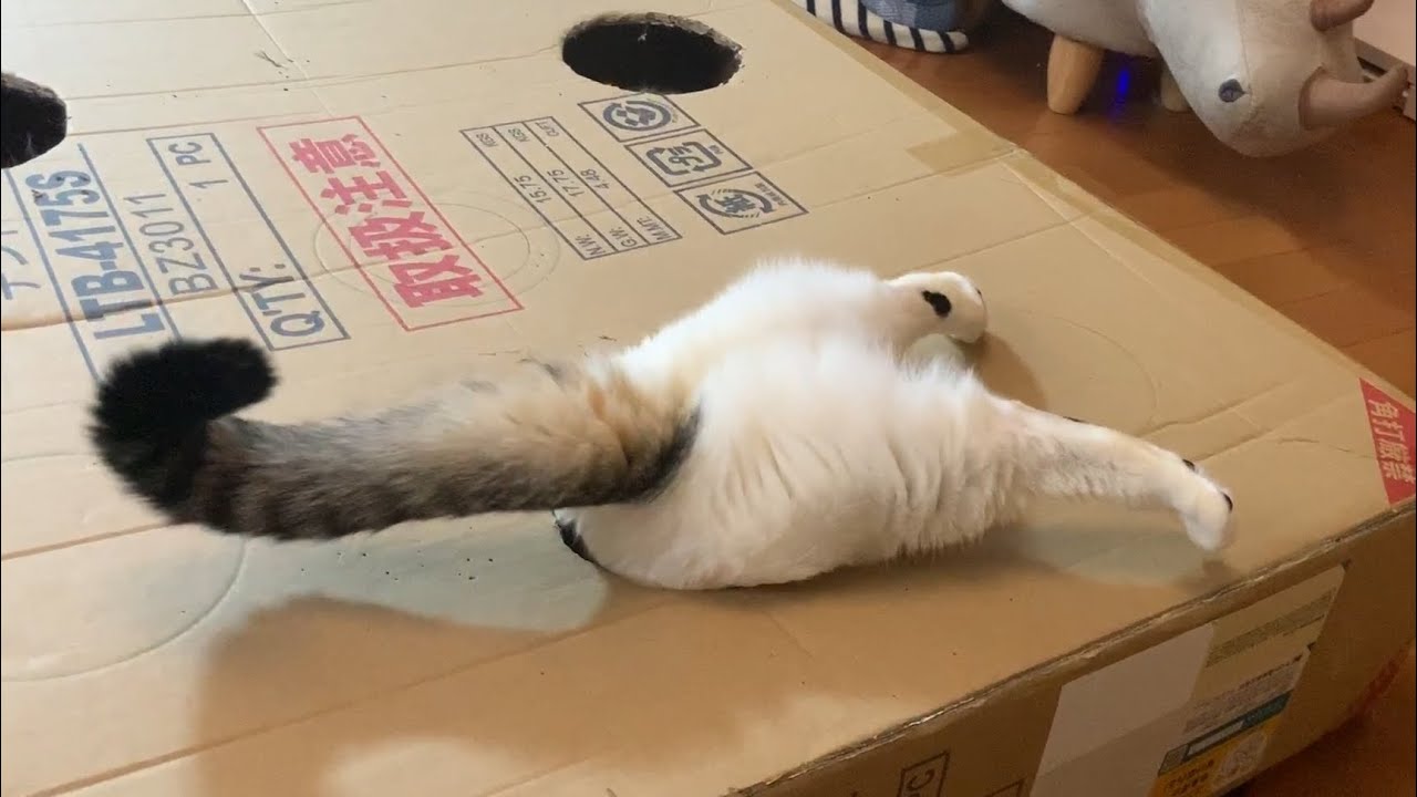 まさかダンボールで溺れそうになる猫がいてるとは