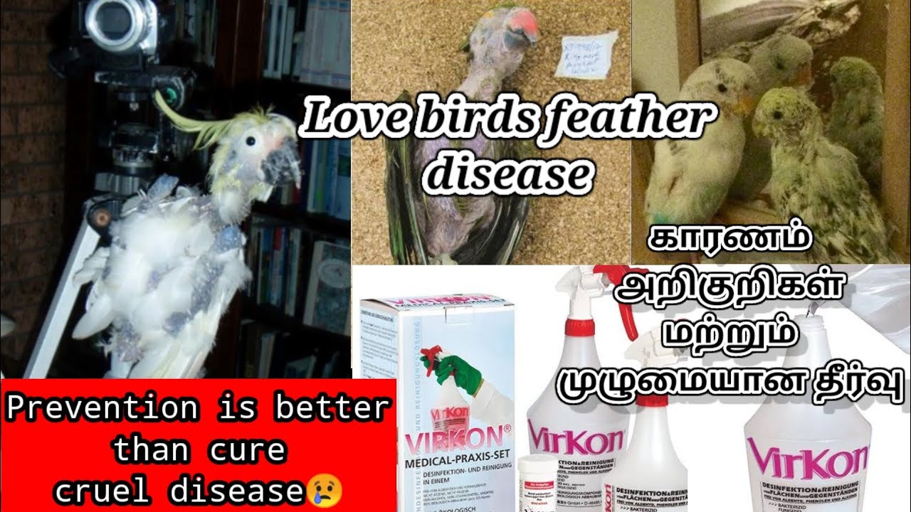 How to cure Budgies (love birds) feather disease/ cruel disease/ leads to death/ Sara tales in tamil
