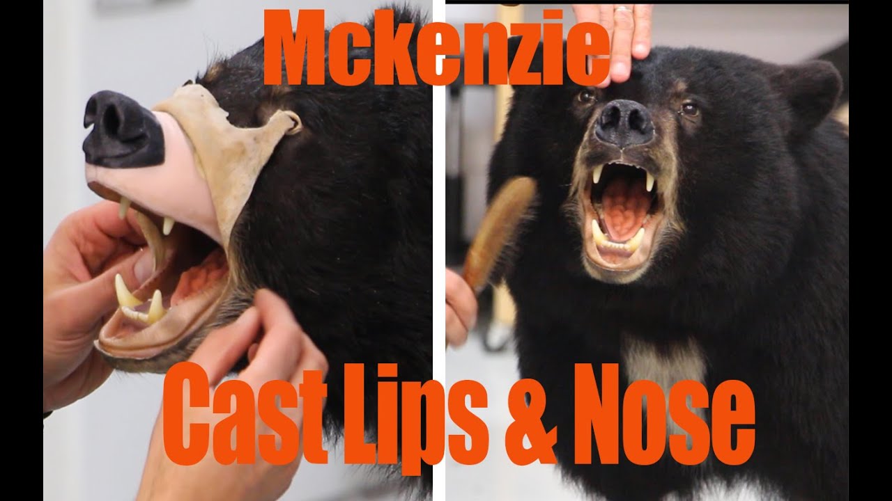 Black bear Taxidermy, How to use Mckenzie cast lip/nose system. Art of Taxidermy