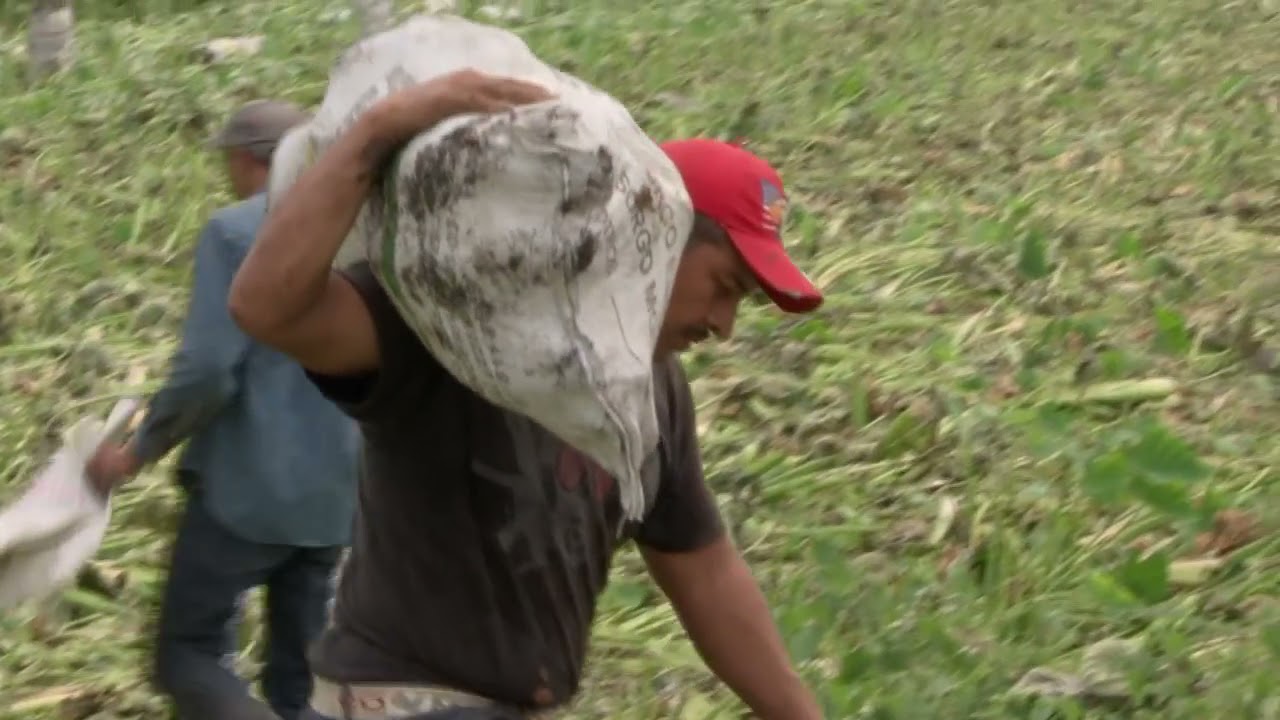 Cultivo de Malanga
