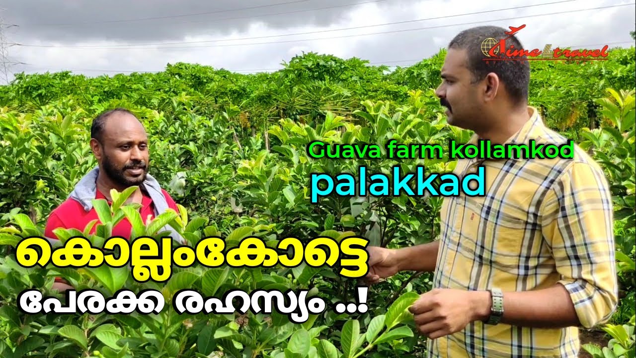 Kollamkodu perakka guava vegetables fram setharamkund keshavetan tea shop malayalam vloge palakkad
