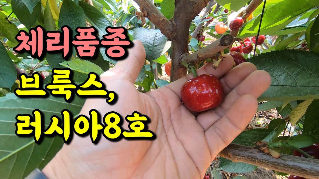 23년 3시설 브룩스, 러시아8호가 달려서 굶지는 않을 것 같습니다