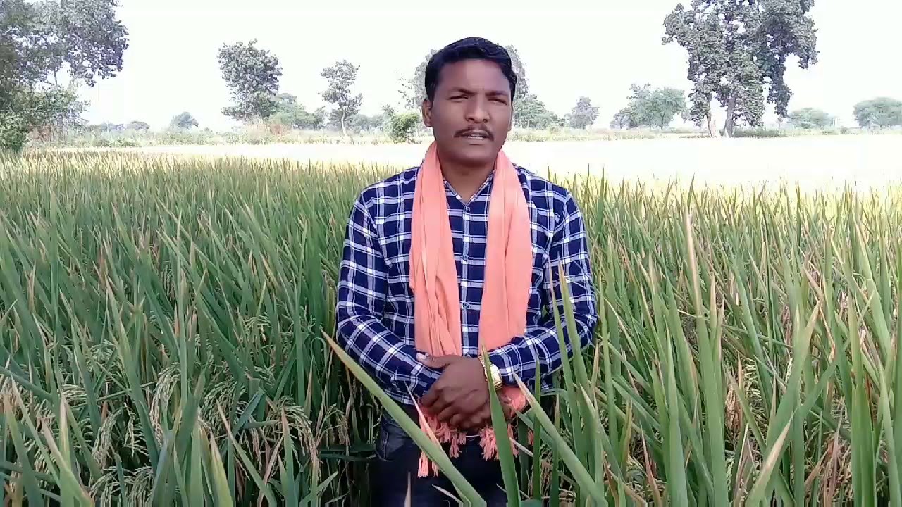 Arize AZ8433DT Hybrid paddy from bayer crop science