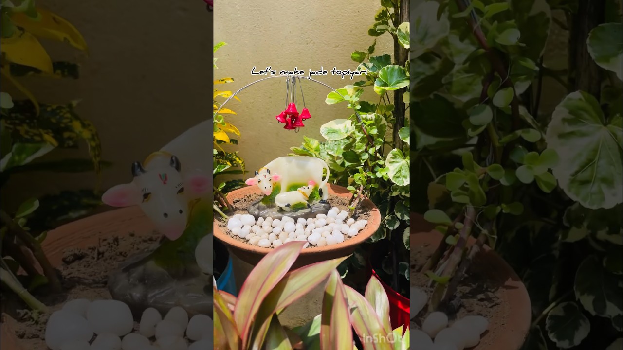 #jadetopiary #jadeplantcare #jadeplant #diy #gardendecor