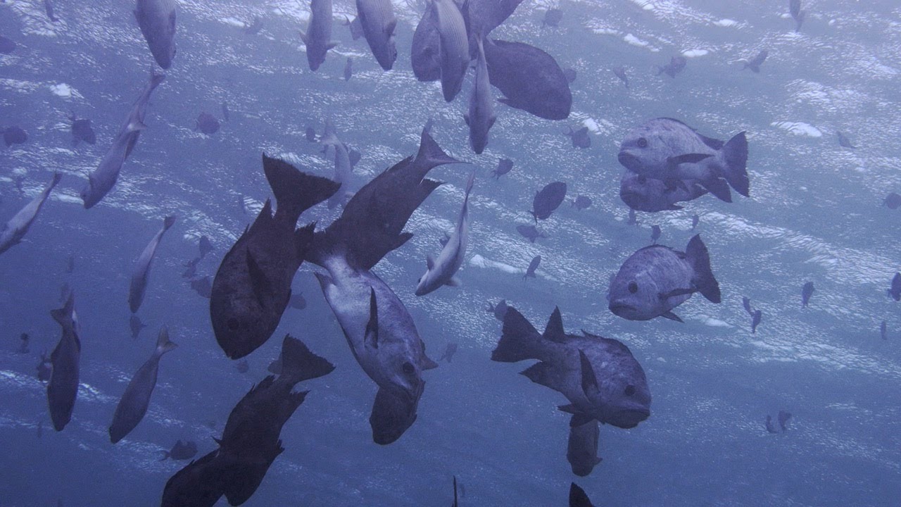 One day with diving in Wakatobi -Indonesia