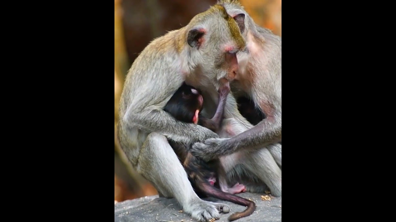 Newly baby monkey hug mom