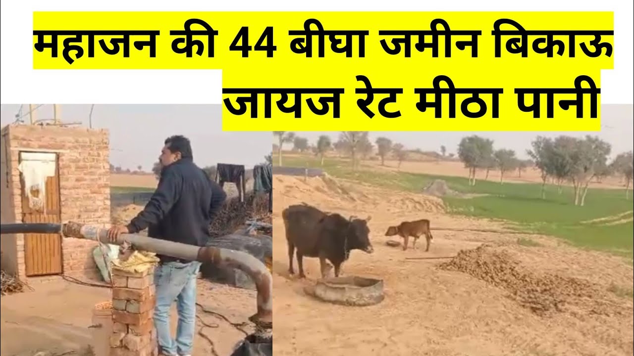 महाजन राजस्थान की 44 बीघा जमीन बिकाऊ मीठा पानी। Rajasthan ki Sasti Jameen bikau।#land #farming