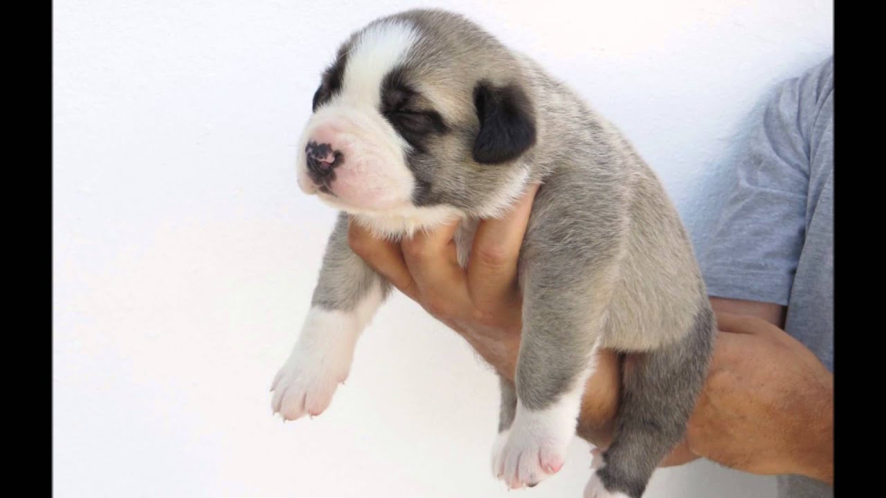 Cachorros Rafeiros do Alentejo