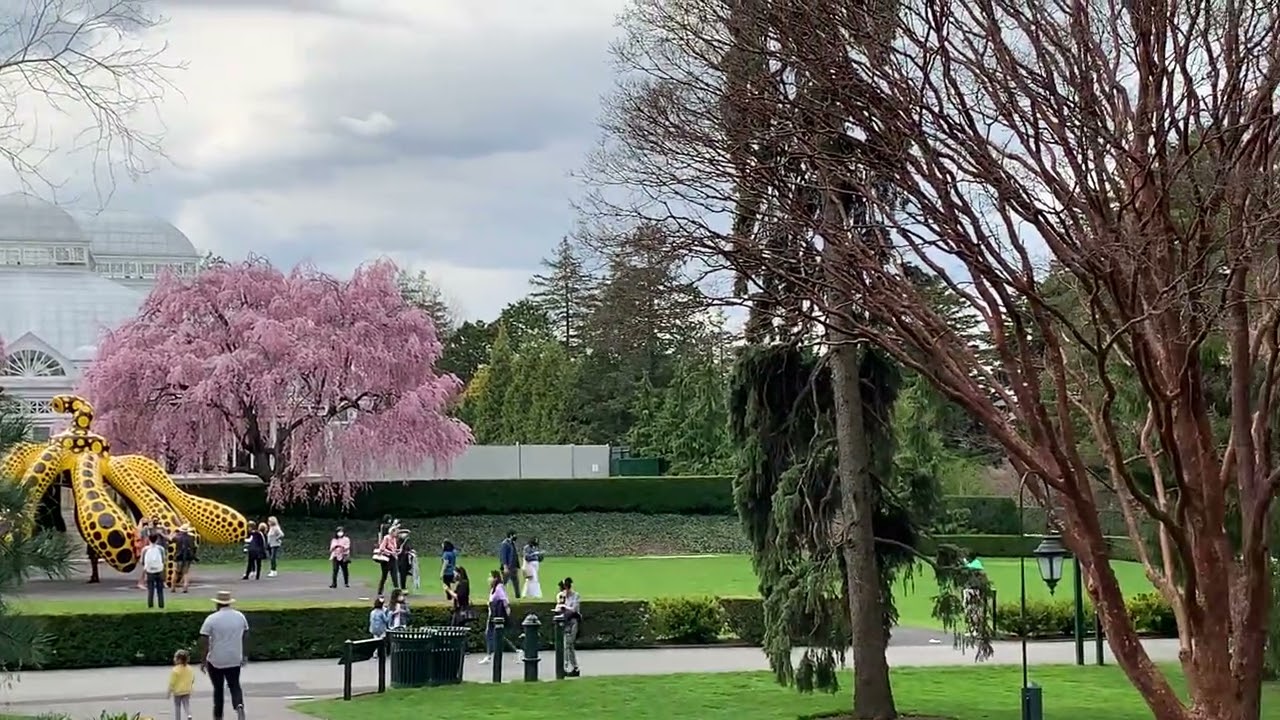 Beautiful trees at Bronx Botanical Garden