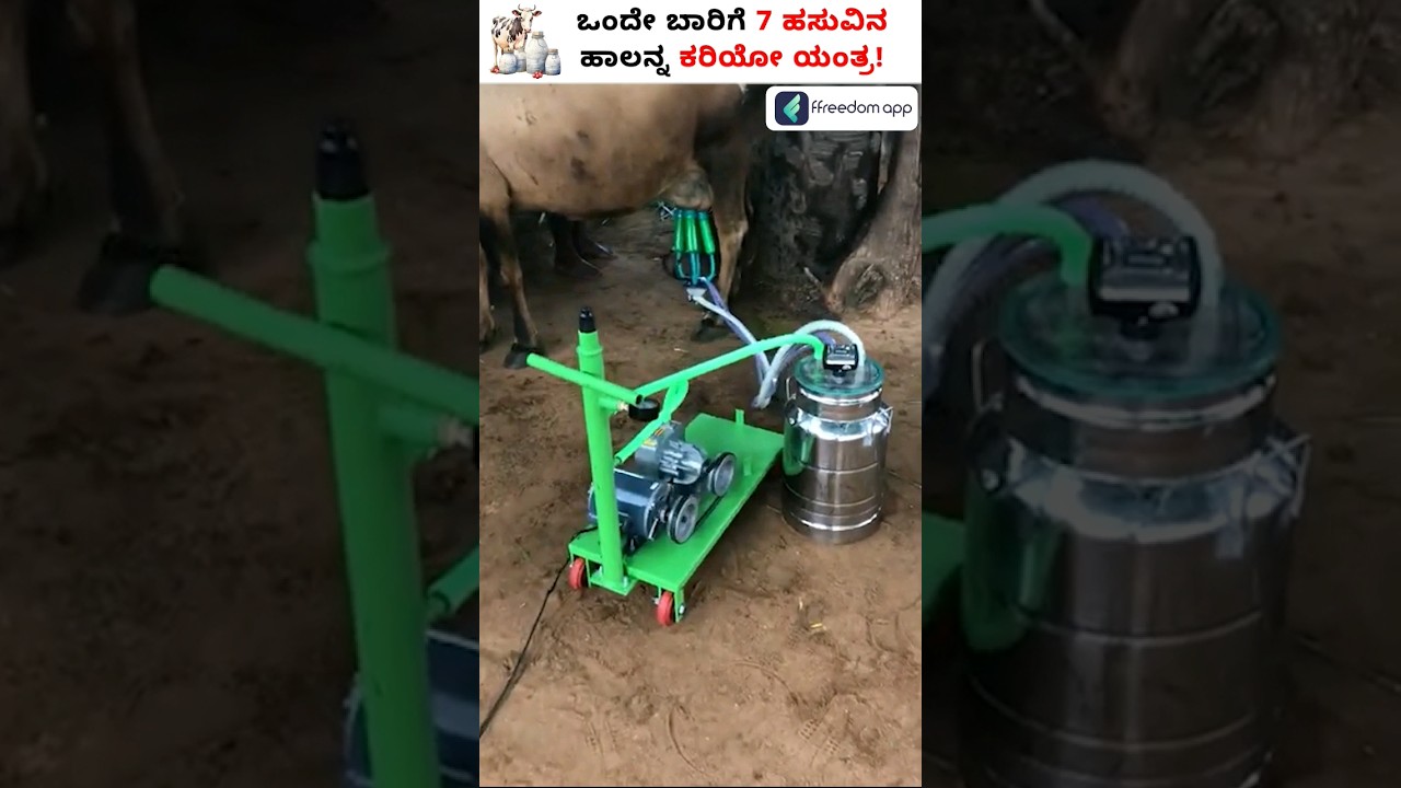 Extract Milk Easily with This Machine - Mobile Milking Machine! #Shorts #milkingmachine #cowmilking