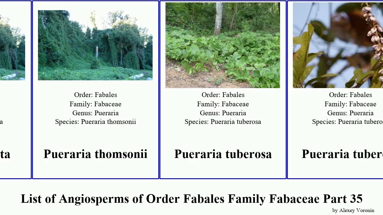 List of Angiosperms of Order Fabales Family Fabaceae Part 35 pultenaea psoralea pterolobium penna