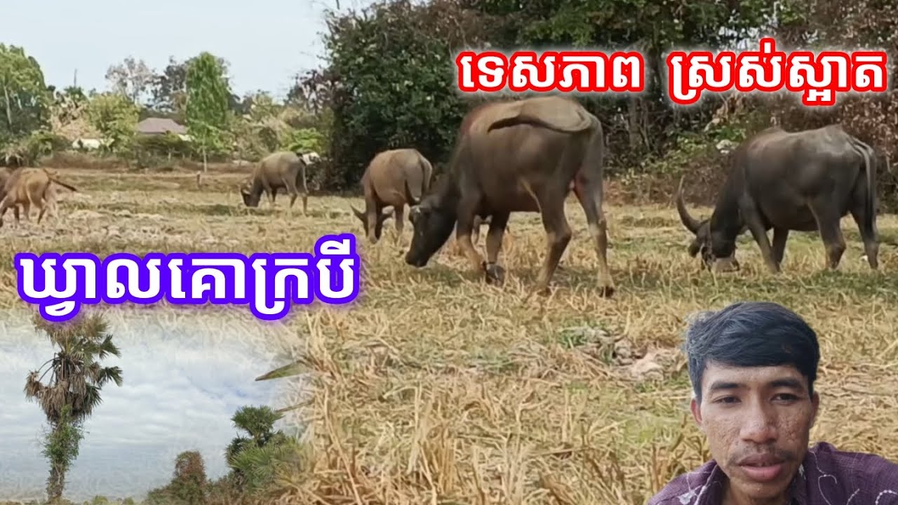 ទេសភាពស្រស់ស្អាតម៉ង កន្លែងឃ្វាលគោក្របី