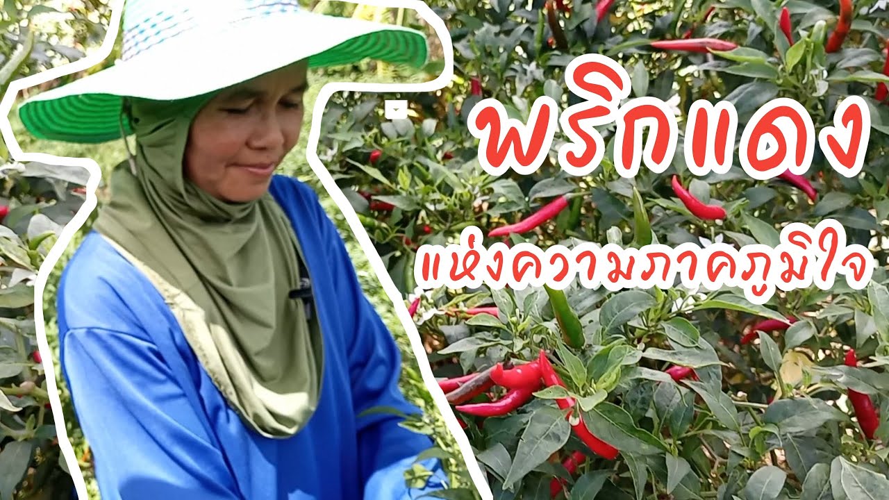 พริกแดง แห่งความภาคภูมิใจ ปลูกพริกเป็นเงินหมุนเวียน ส่งลูกเรียนจบหมอ #พริก
