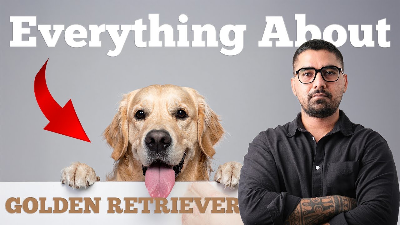 Golden Retriever: The Ultimate Guide | Indian Pet Parents | Dog behaviourist