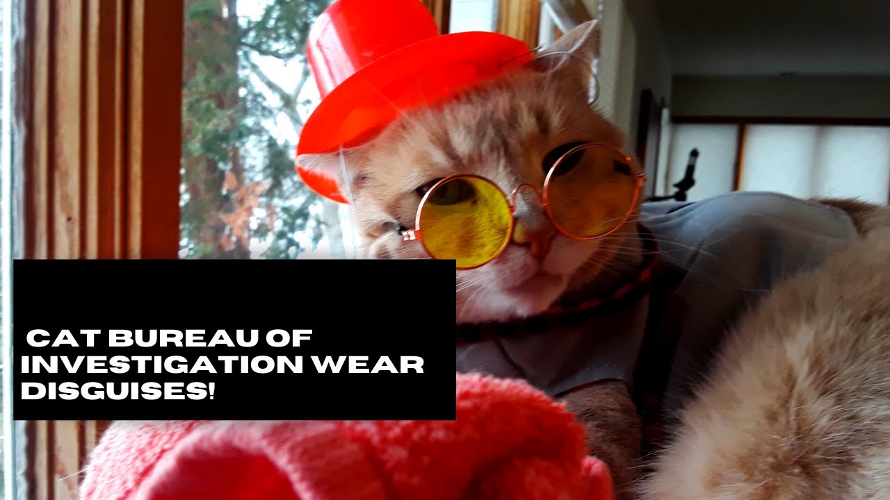 Cat Bureau of Investigation wear disguises!