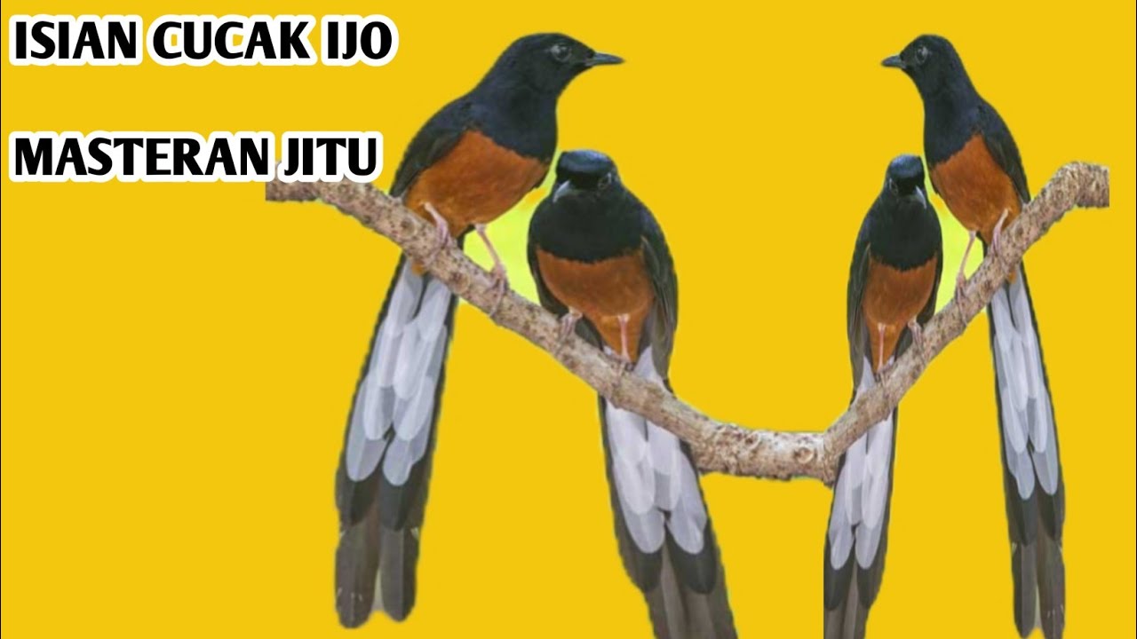 MURAI PAKE MASTERAN INI _ PAS UNTUK KONTES KICAU MANIA 