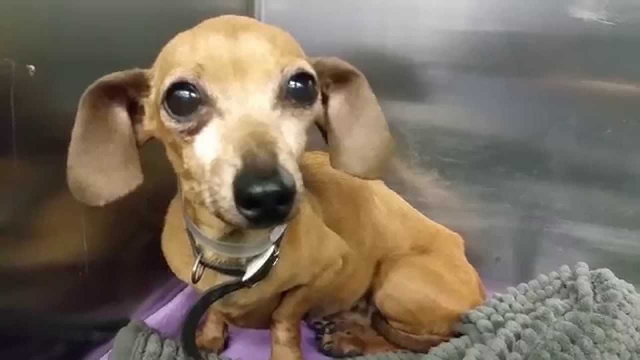 Dachshund : 9 Year Old Female Dachshund
