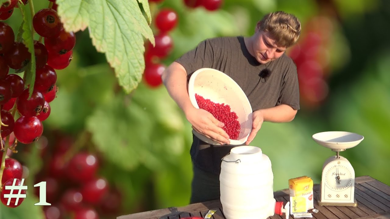 Wein selber machen