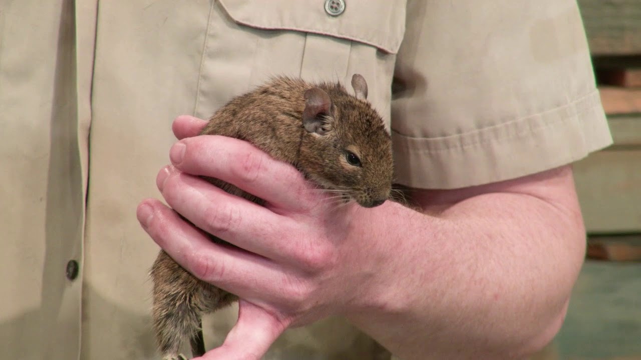Degus are great pets!