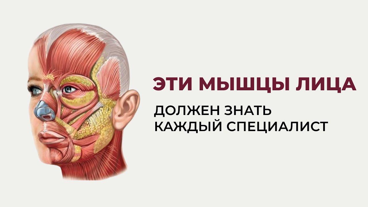 Эти мышцы лица должен знать каждый специалист — анатомия для массажистов и косметологов.