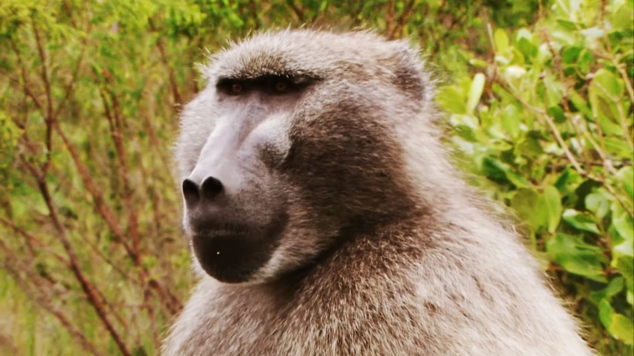 The Baboon Mafia of Cape Town (4K Documentary)