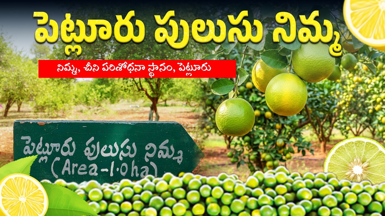 పెట్లూరు పులుసు నిమ్మ | నిమ్మ, చీని పరిశోధనా స్థానం, పెట్లూరు.