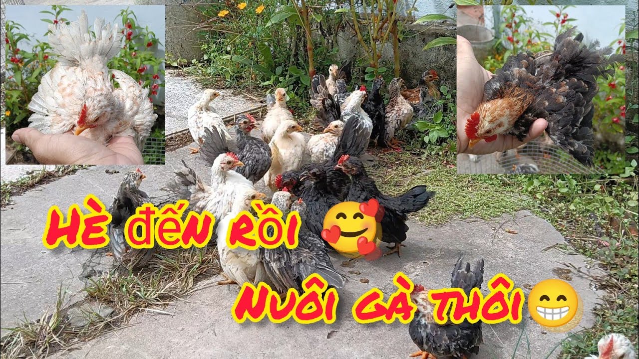 Báo giá vài cặp gà Tí hon siêu đẹp | Trại gà Serama Cần Thơ.