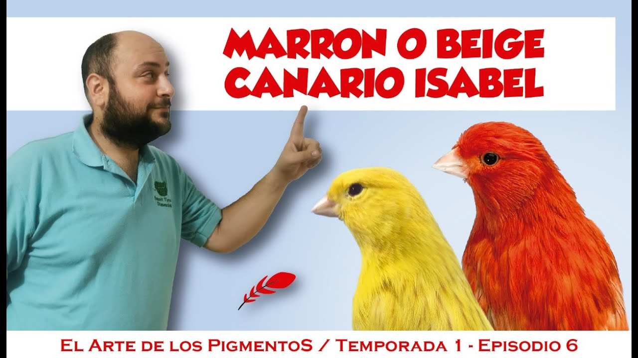 Canario Isabel, Pigmentos, Estandár, Cruzamientos.