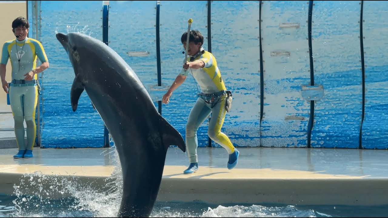新江ノ島水族館 えのすい イルカショー 