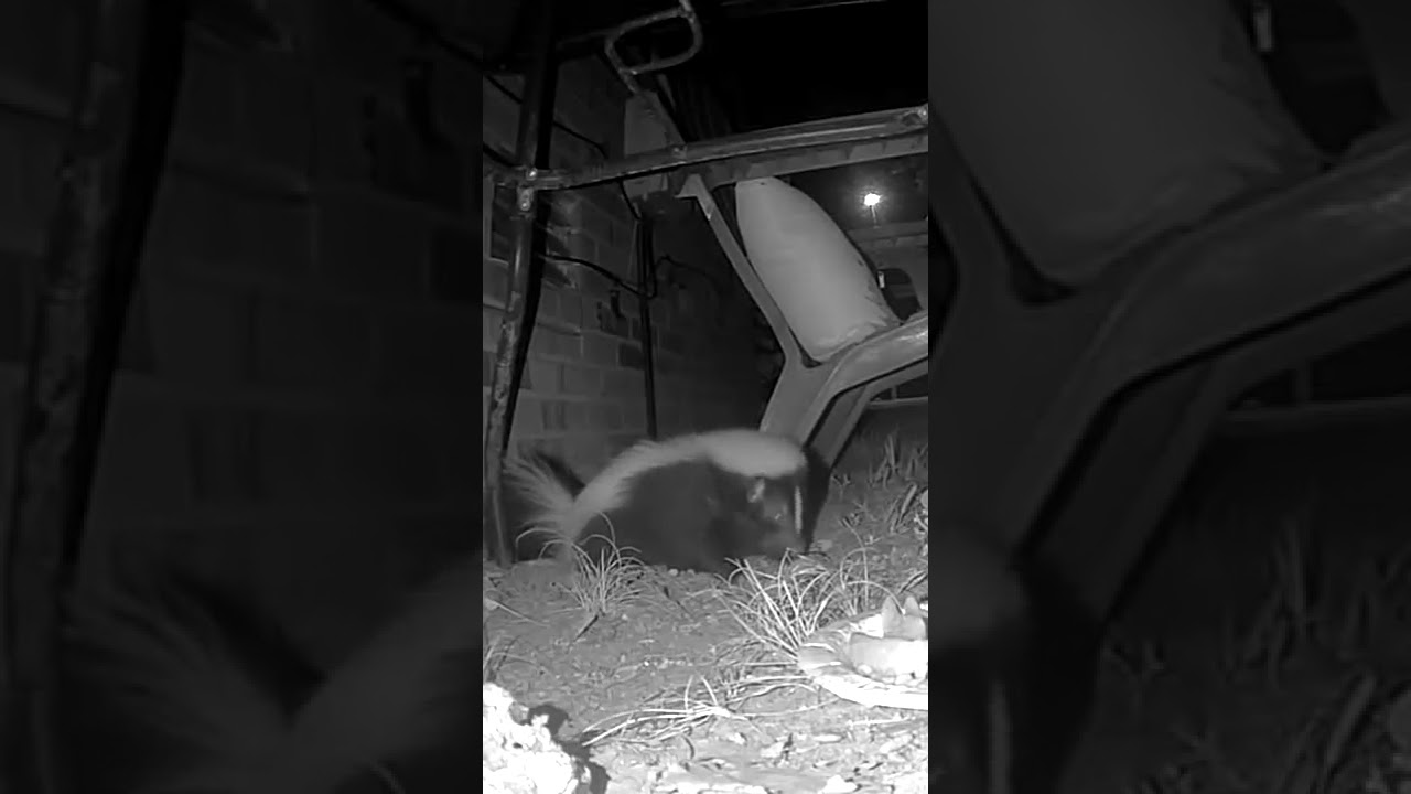 Skunk Lounge