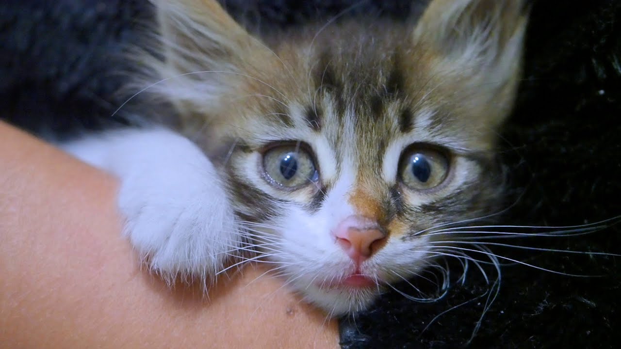 Kitten Stuck Under A Car Meows For Help - Episode 2
